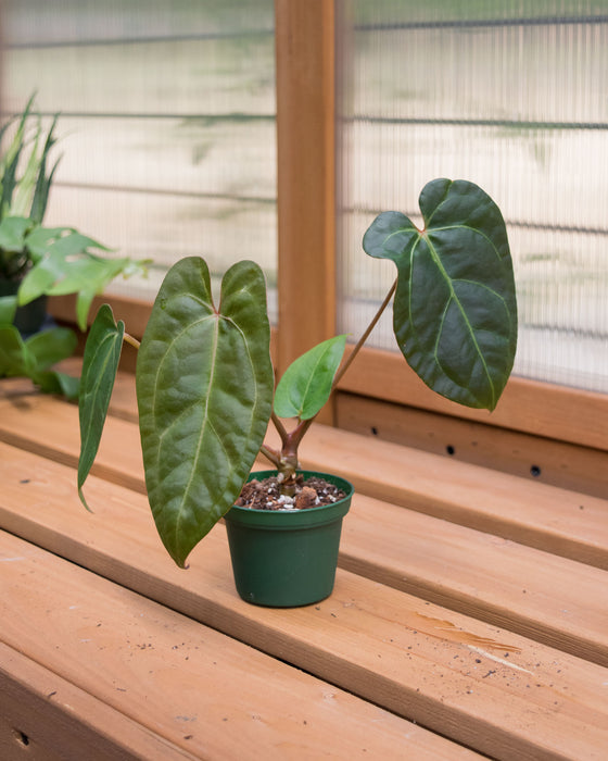 Anthurium Nigrolaminum 'Gigi' Hybrid - 3"