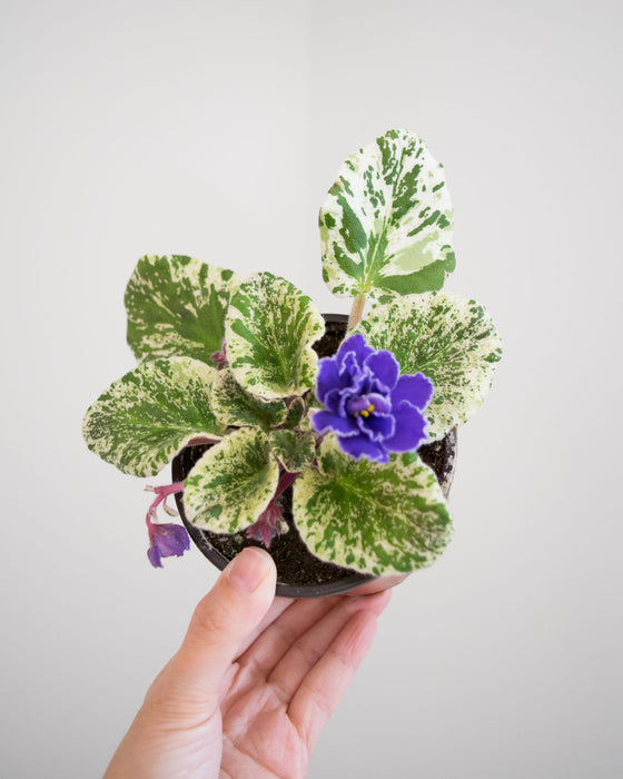 Saintpaulia Ionantha Variegated 'African Violet' - 4"