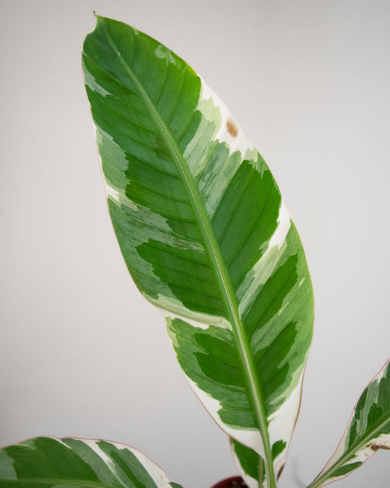 Musa sp. 'Florida Variegated' - 4" (Pick Up Only)