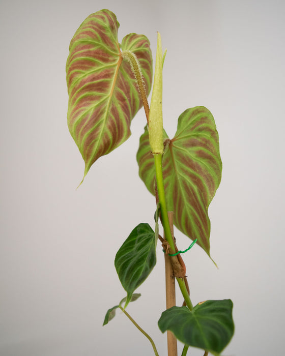 Philodendron 'Verrucosum' - 4"