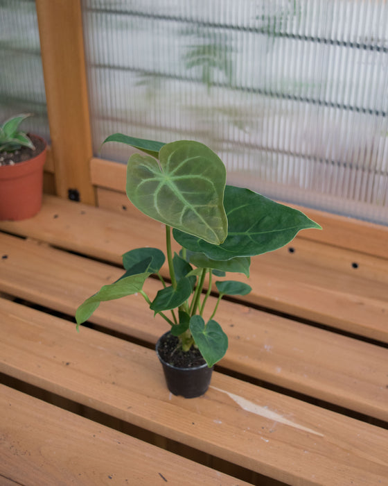 Anthurium 'Hoffmannii' - 2"