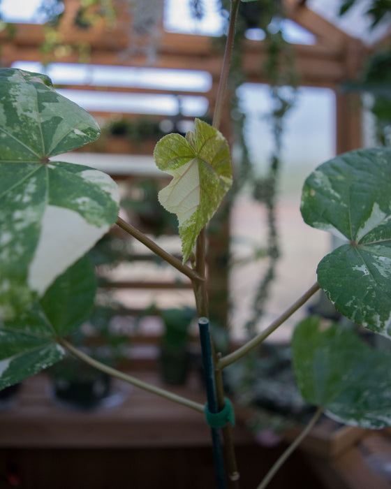 Hibiscus Tiliaceus ‘Variegata’  - 4" (Pick Up Only)