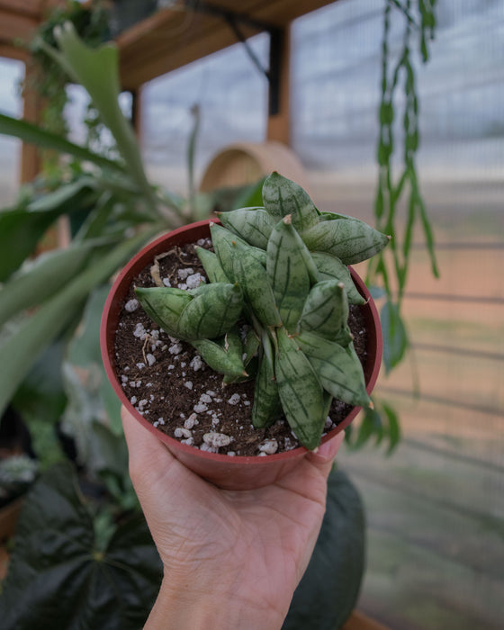 Sansevieria 'Bonji' - 4"