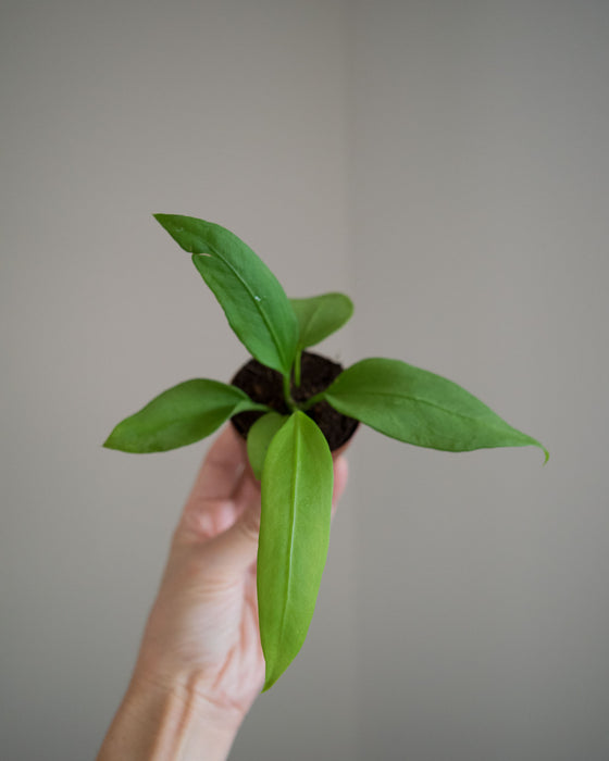Anthurium 'Vittarifolium' - 2"