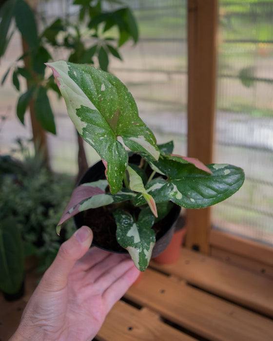 Syngonium 'Red Spot Tricolor' - 4"
