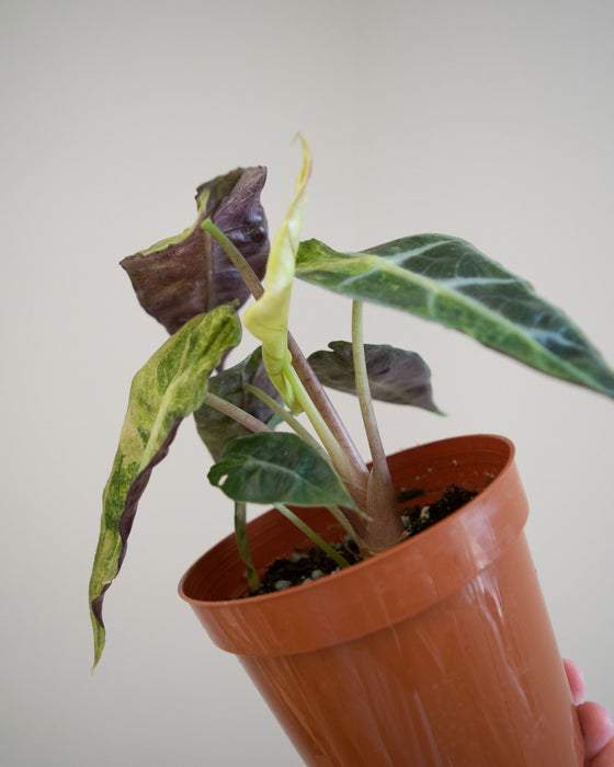 Alocasia Amazonica 'Aurea Splash' - 4"