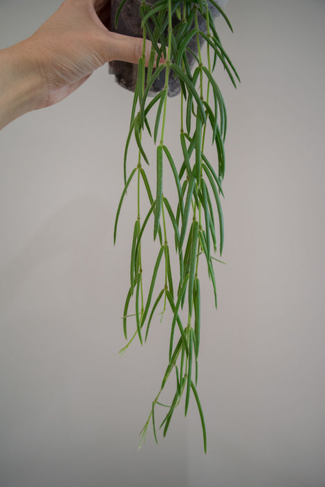 Hoya Linearis - 4”