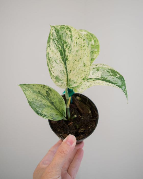 Scindapsus Pict. 'Peasun' Variegated - 2"