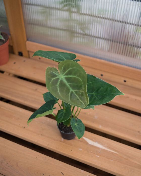 Anthurium 'Hoffmannii' - 2"