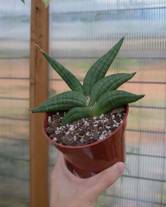 Sansevieria Patens - 4"