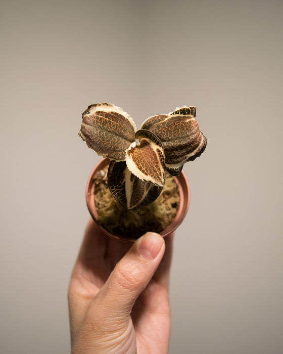 Anoectochilus Roxburghii Variegata 'Jewel Orchid' - 2"