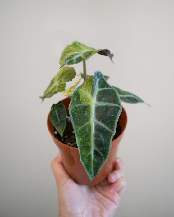 Alocasia Amazonica 'Aurea Splash' - 4"