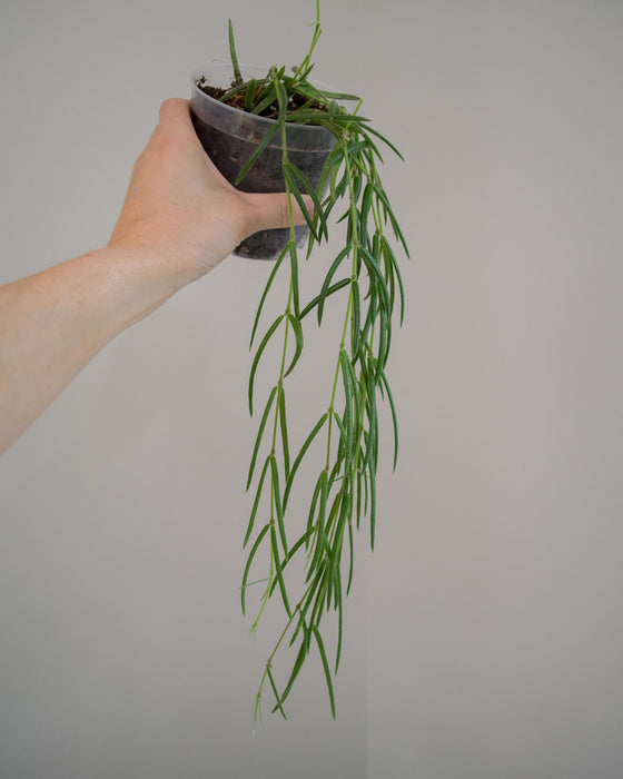 Hoya Linearis - 4”