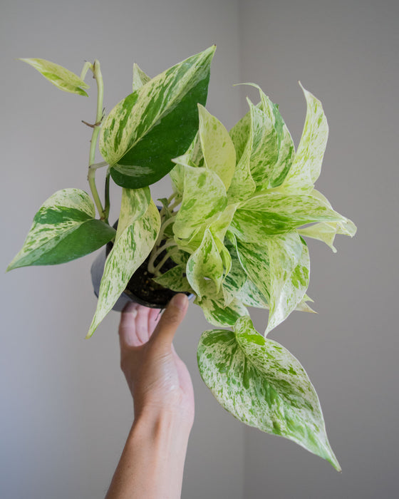 Pothos Marble Queen- 4"