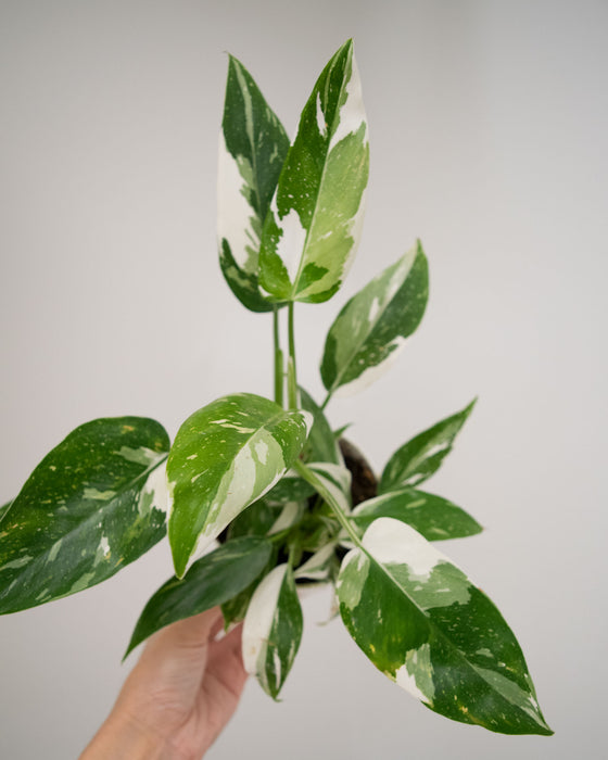 Philodendron 'White Wizard' - 4"
