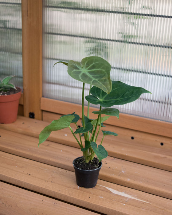 Anthurium 'Hoffmannii' - 2"