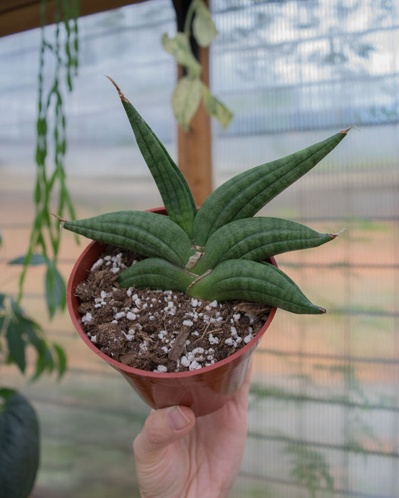 Sansevieria Patens - 4"