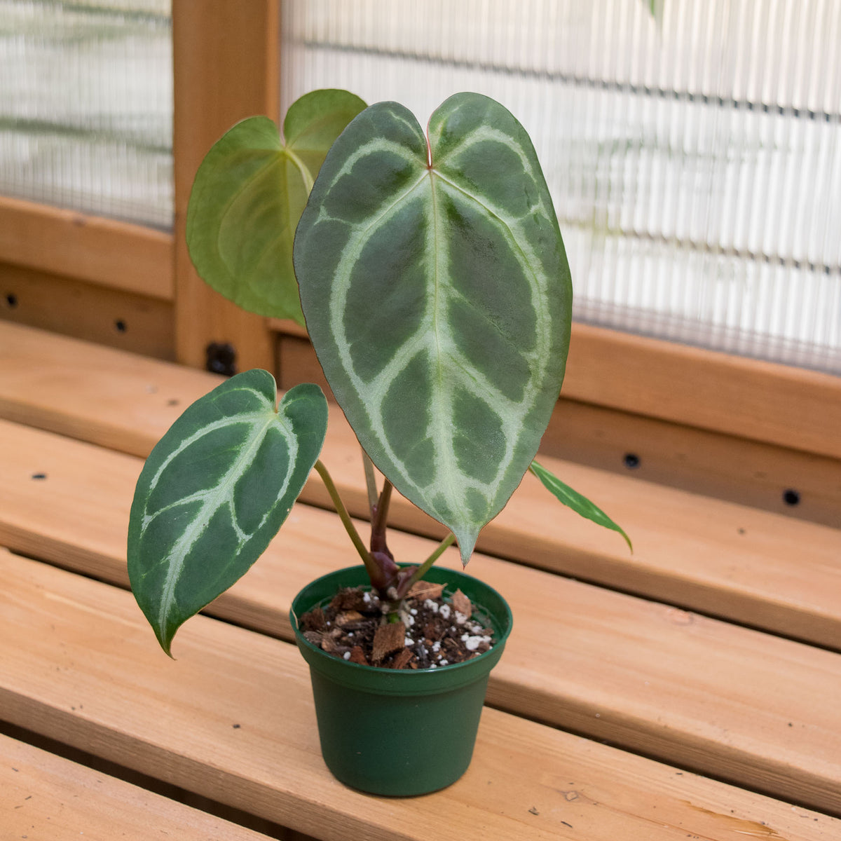 anthurium dorayaki care Anthurium 'Dorayaki x Magnificum'