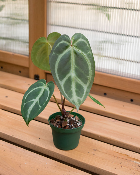 anthurium crystallinum x dorayaki Anthurium 'Dorayaki x Magnificum'