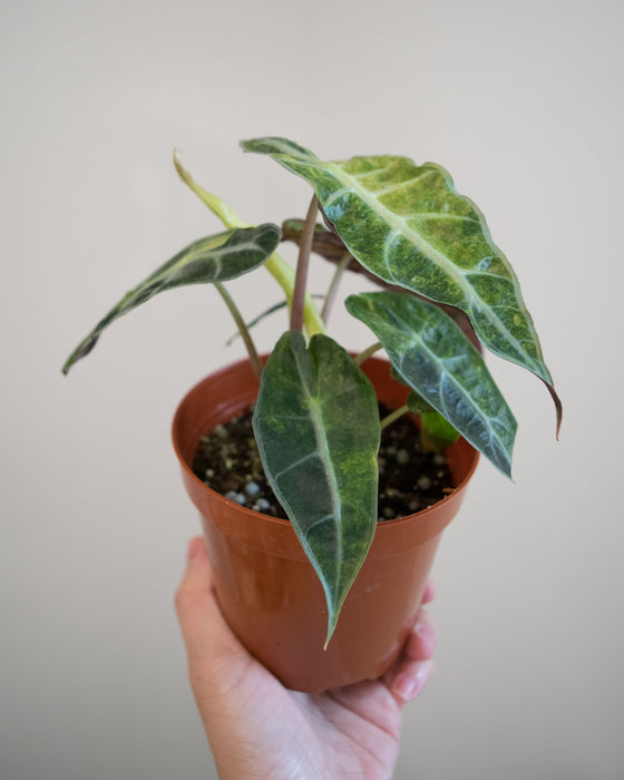 Alocasia Amazonica 'Aurea Splash' - 4"