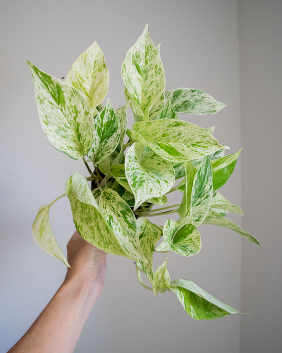 Pothos Marble Queen- 4"