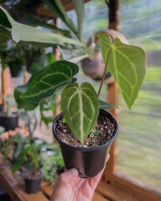 Anthurium 'Regale' - 4"