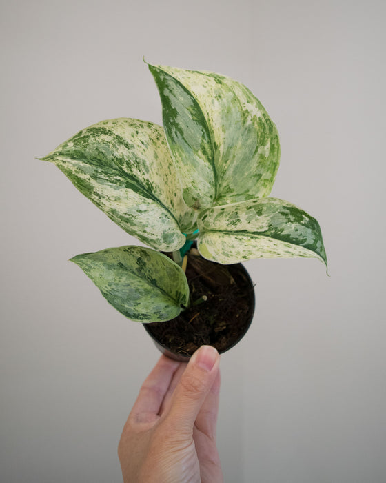 Scindapsus Pict. 'Peasun' Variegated - 2"