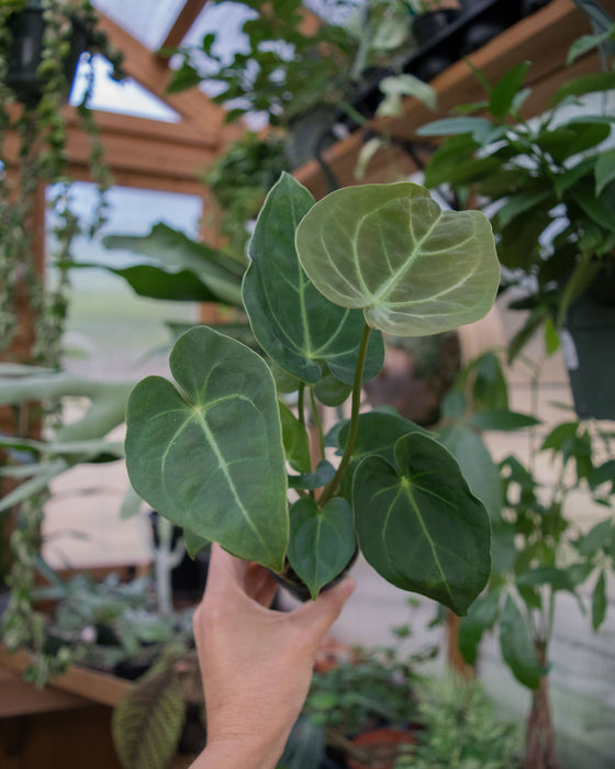 Anthurium 'Hoffmannii' - 2"