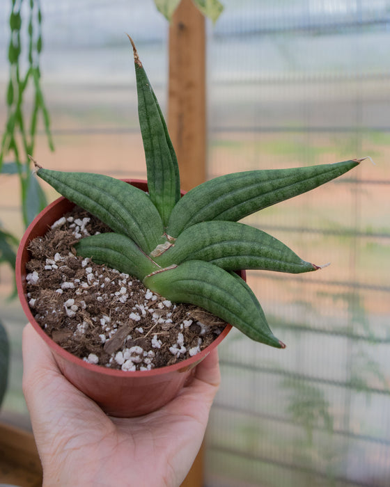 Sansevieria Patens - 4"