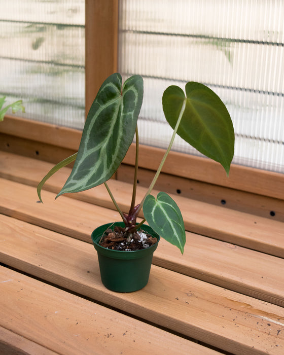 Anthurium 'Dorayaki x Magnificum' - 3"