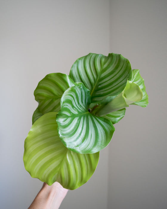 Calathea Orbifolia - 4"