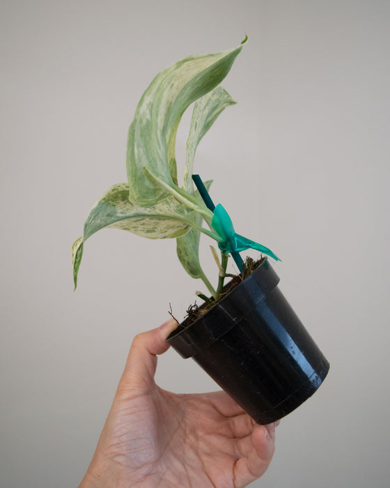 Scindapsus Pict. 'Peasun' Variegated - 2"