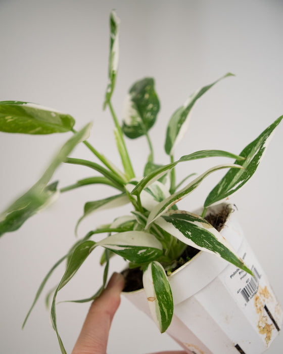 Philodendron 'White Wizard' - 4"