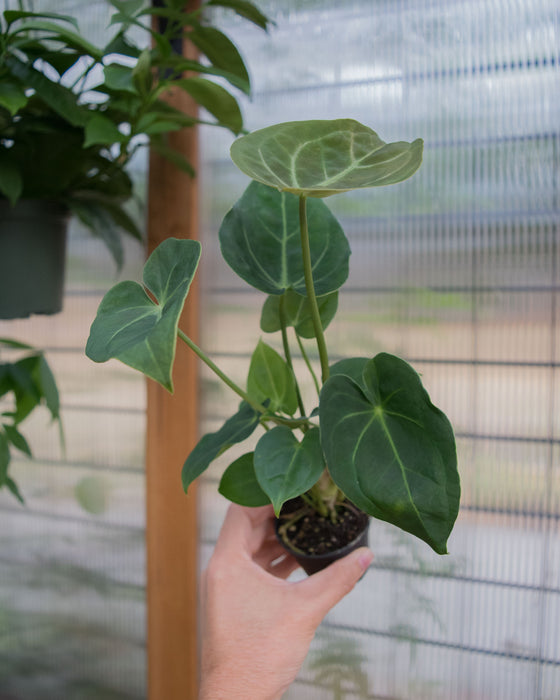 Anthurium 'Hoffmannii' - 2"