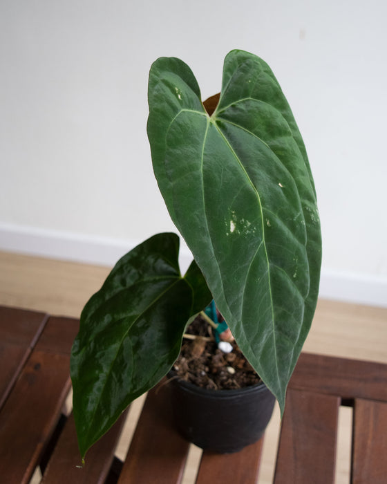 Anthurium Papillilaminum - 4" (Pick Up Only)