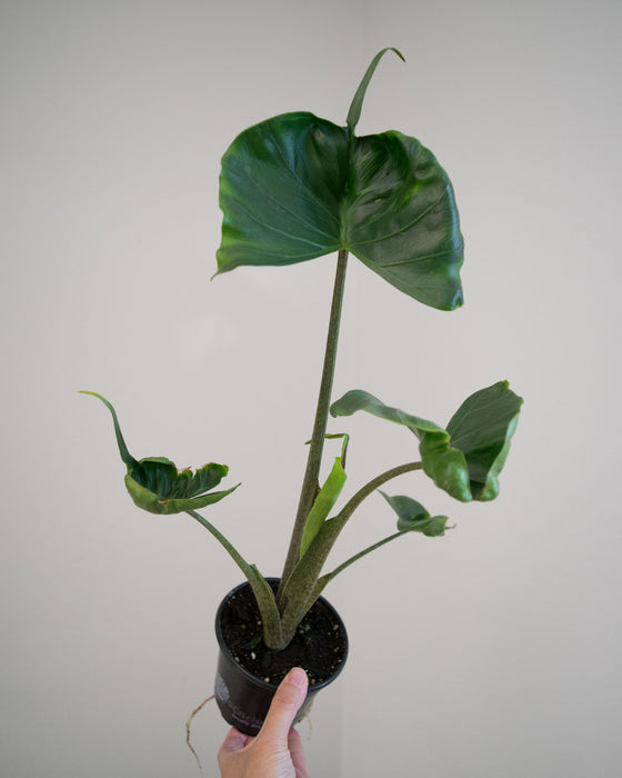 Alocasia Macrorrhiza 'Stingray' - 4"