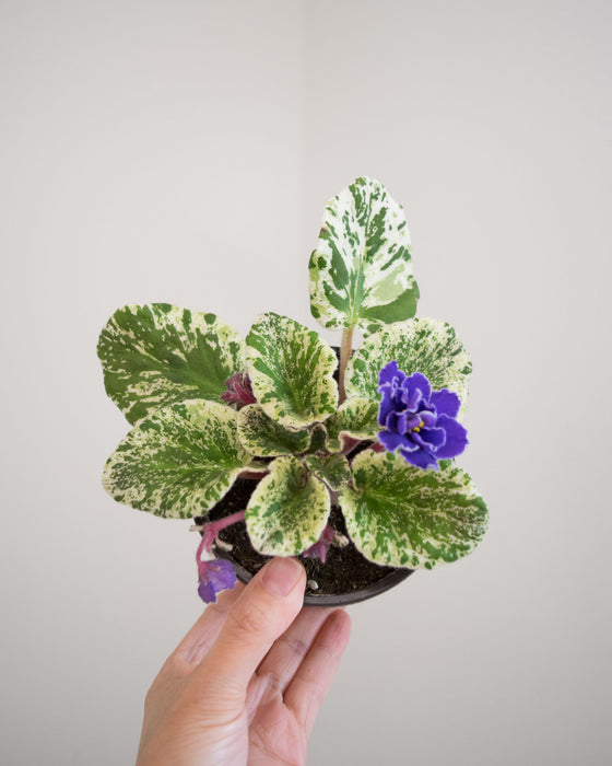 Saintpaulia Ionantha Variegated 'African Violet' - 4"