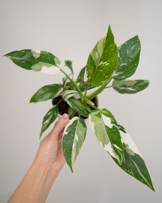 Philodendron 'White Wizard' - 4"