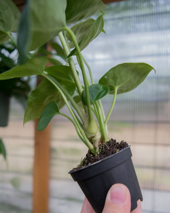 Anthurium 'Hoffmannii' - 2"