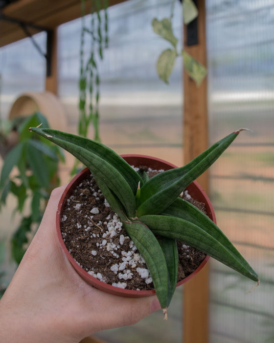 Sansevieria Patens - 4"