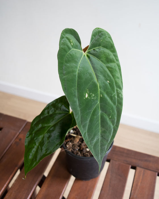 Anthurium Papillilaminum - 4" (Pick Up Only)