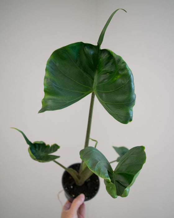 Alocasia Macrorrhiza 'Stingray' - 4"