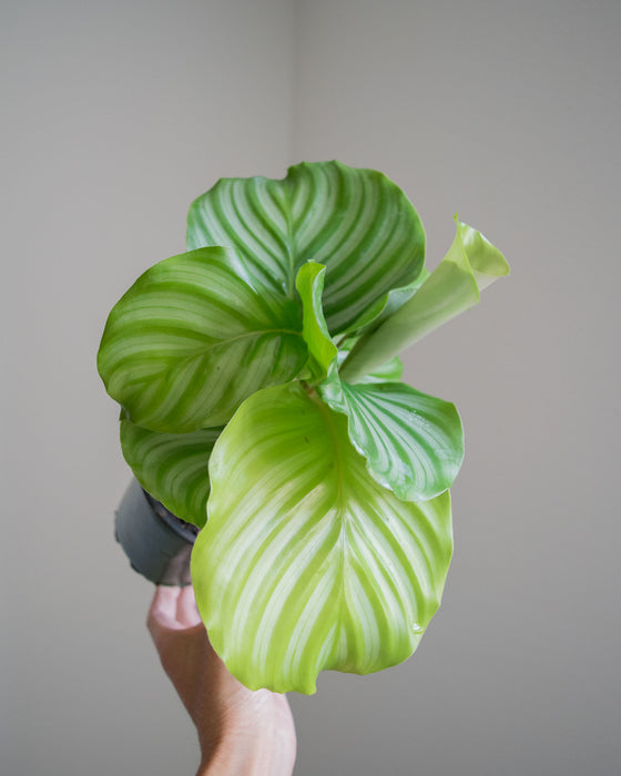 Calathea Orbifolia - 4"