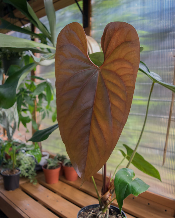 Anthurium Magnificum x Nigrolaminum 6" (Pick Up Only)