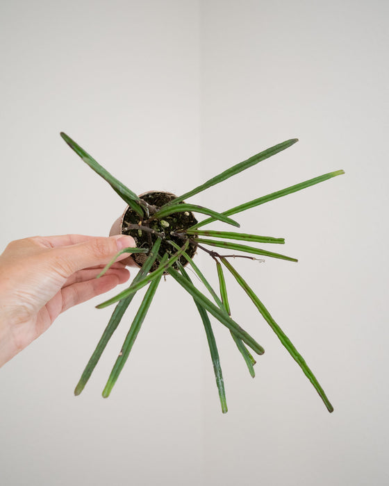 Hoya Insularis - 3"