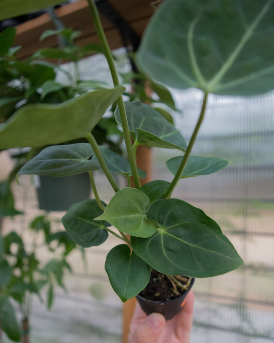 Anthurium 'Hoffmannii' - 2"