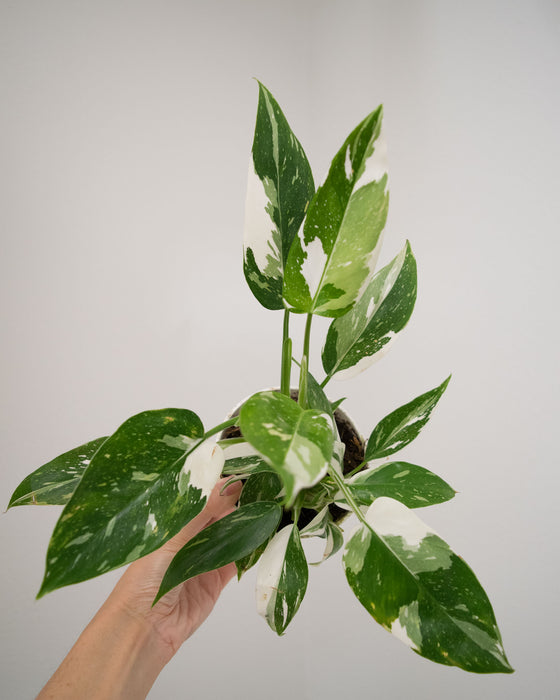 Philodendron 'White Wizard' - 4"