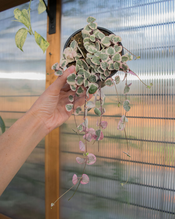 String of Hearts Variegated - 4"