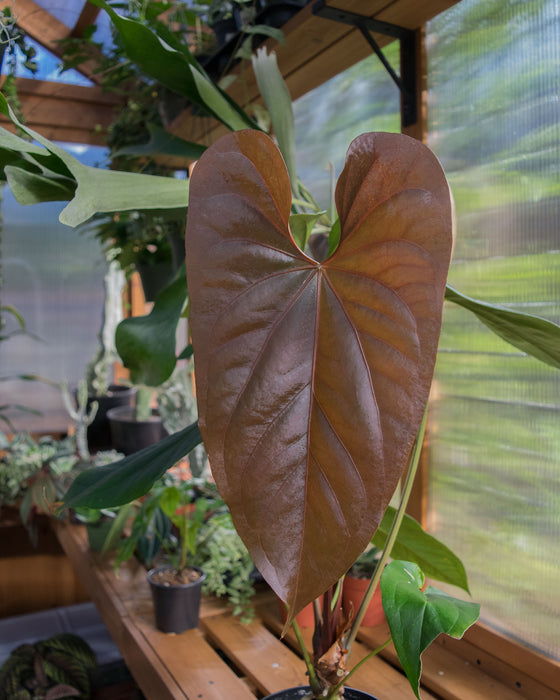 Anthurium Magnificum x Nigrolaminum 6" (Pick Up Only)