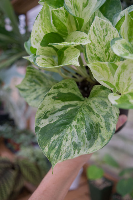 Pothos Manjula 'Compacta' - 4"